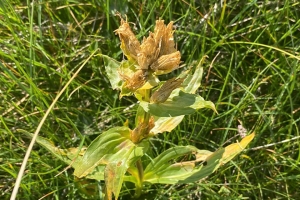 Мониторинг на ендемски и загрозени растителни видови