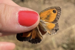 Мониторинг на пеперутки