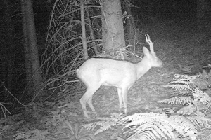 Мониторинг со фото замки