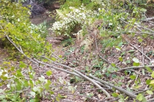 Превентивно и редовно чистење на шумски патишта