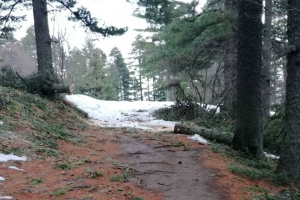 Отстранети околу 20 паднати дрвја за време на последните врнежи од снег